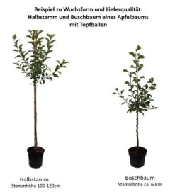 Piros ® Malus Domestica `Piros®´ 8 Piros ® Malus Domestica `Piros®´ -Pflanzenladen 0 Baumformen Buschbaum und Halbstammqap0NSCN61y9Y