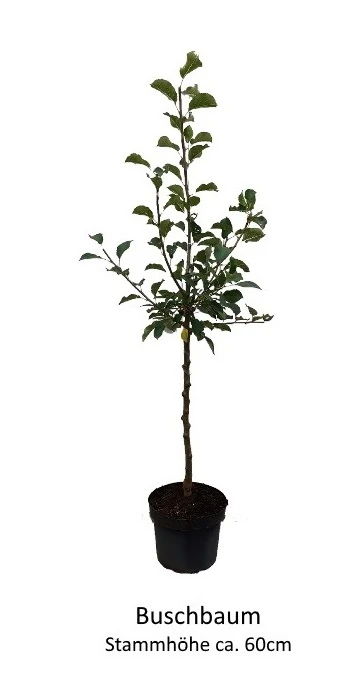 Apistar® Malus Domestica `Apistar´ 4 Apistar® Malus Domestica `Apistar´ – Bild 2