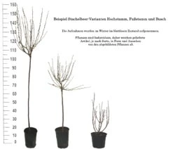 Tatjana, Grün, Fast Stachellos Ribes Uva-crispa `Tatjana´ 9 Tatjana, Grün, Fast Stachellos Ribes Uva-crispa `Tatjana´ -Pflanzenladen 1 Beispiel Stachelbeeren Wuchsformen5728MZOmFH4CB