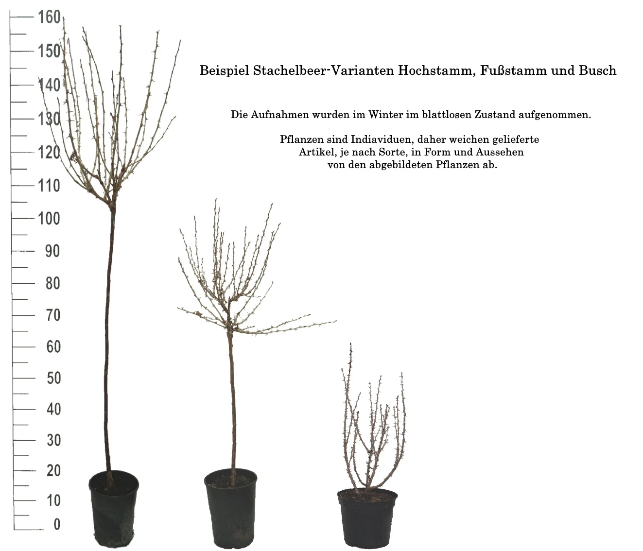 Tatjana, Grün, Fast Stachellos Ribes Uva-crispa `Tatjana´ 6 Tatjana, Grün, Fast Stachellos Ribes Uva-crispa `Tatjana´ – Bild 4