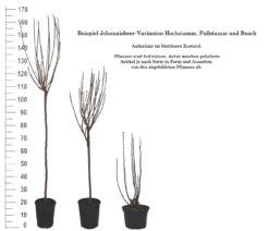 Rolan Ribes Rubrum `Rolan´ 11 Rolan Ribes Rubrum `Rolan´ -Pflanzenladen 1Beispiel Johannisbeere WuchsformenubMxZbmWVRpso