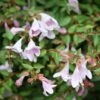Abelie `Pinky Bells®´ Abelia Grandiflora -Pflanzenladen Abelia Pinky Bells
