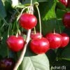 Achat Ⓢ Prunus Cerasus `Achat´ 1 Achat Ⓢ Prunus Cerasus `Achat´ -Pflanzenladen Achat sauerkirsche