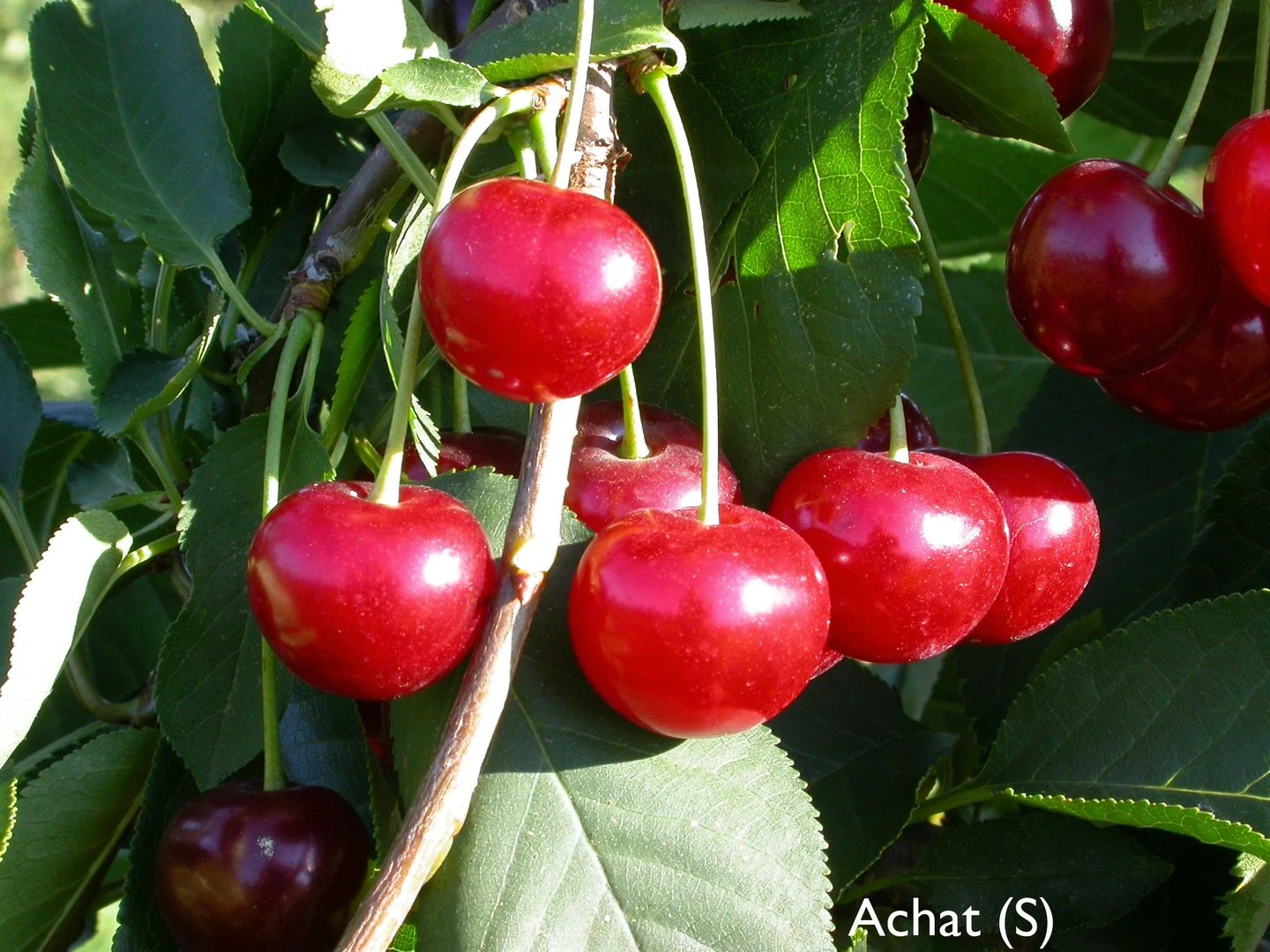 Achat Ⓢ Prunus Cerasus `Achat´ 3 Achat Ⓢ Prunus Cerasus `Achat´
