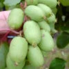 Bayern-Kiwi `Issai´ (selbstfruchtbar) Actinidia Arguta `Issai´ 1 Bayern-Kiwi `Issai´ (selbstfruchtbar) Actinidia Arguta `Issai´ -Pflanzenladen Actinidia Issai