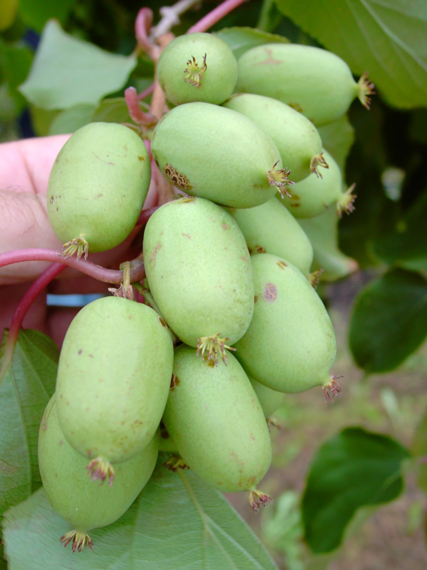 Bayern-Kiwi `Issai´ (selbstfruchtbar) Actinidia Arguta `Issai´ 3 Bayern-Kiwi `Issai´ (selbstfruchtbar) Actinidia Arguta `Issai´