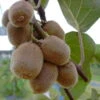 Kiwi Hayward (weiblich) Actinidia Chinensis `Hayward´ 2 Kiwi Hayward (weiblich) Actinidia Chinensis `Hayward´ -Pflanzenladen Actinidia Jenny