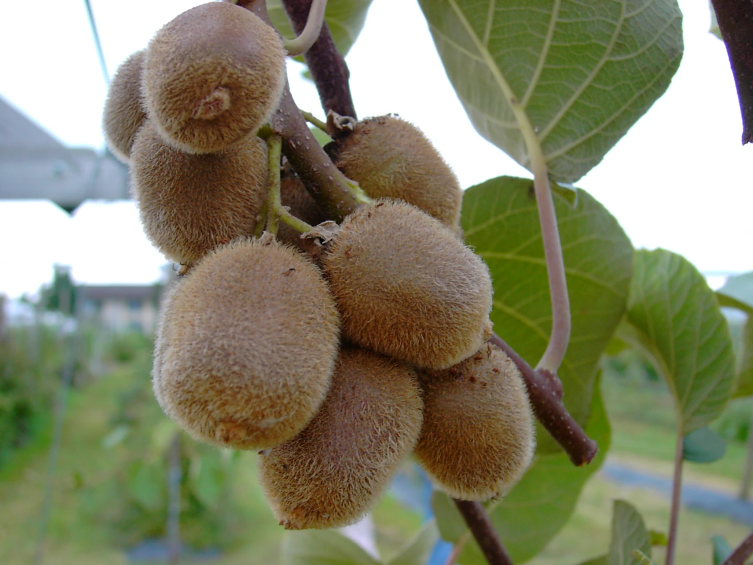 Kiwi Hayward (weiblich) Actinidia Chinensis `Hayward´ 3 Kiwi Hayward (weiblich) Actinidia Chinensis `Hayward´