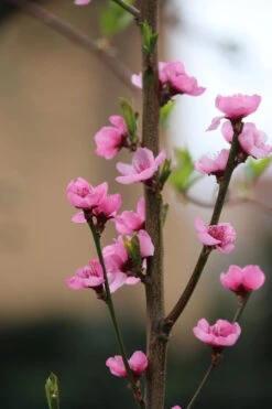 Säulen-Nektarine `Alice Col´ Ⓢ Prunus Nucipersica `Alice Col´ 8 Säulen-Nektarine `Alice Col´ Ⓢ Prunus Nucipersica `Alice Col´ -Pflanzenladen Alice Col Bl te