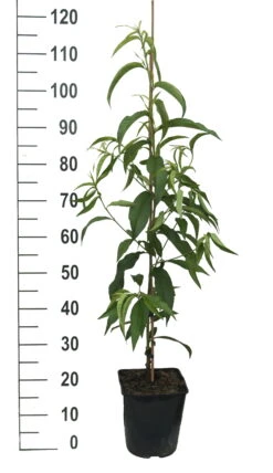 Säulen-Nektarine `Alice Col´ Ⓢ Prunus Nucipersica `Alice Col´ 9 Säulen-Nektarine `Alice Col´ Ⓢ Prunus Nucipersica `Alice Col´ -Pflanzenladen Alice Col weiss
