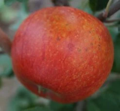 Alkmene Malus Domestica -Pflanzenladen Alkmene5b8547cfd7c99