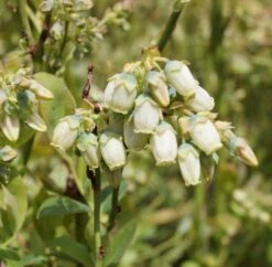 Pflanzenladen -Pflanzenladen Ama Heidelbeere Bl te