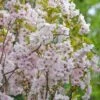Säulenzierkirsche `Amanogawa´ Prunus Serrulata `Amanogawa´ 2 Säulenzierkirsche `Amanogawa´ Prunus Serrulata `Amanogawa´ -Pflanzenladen Amanogawa