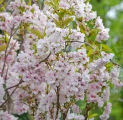 Säulenzierkirsche `Amanogawa´ Prunus Serrulata `Amanogawa´