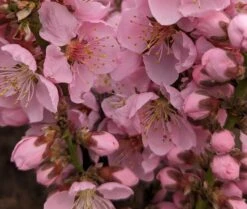 Zwergpfirsich `Amber® Pix ZeeⓈ´ Prunus Persica 9 Zwergpfirsich `Amber® Pix ZeeⓈ´ Prunus Persica -Pflanzenladen Amber Pix Zee