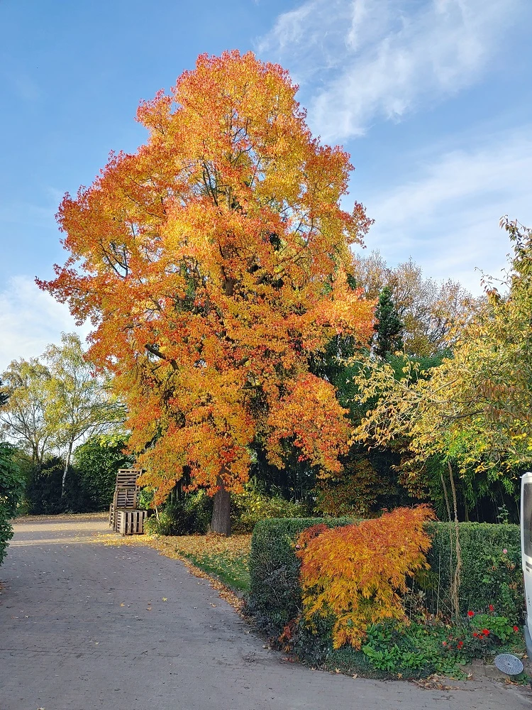 Amberbaum 140-160cm Liquidambar Styraciflua 4 Amberbaum 140-160cm Liquidambar Styraciflua – Bild 2