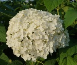 Garten-Hortensie `Incrediball®´ Hydrangea Arborescens 9 Garten-Hortensie `Incrediball®´ Hydrangea Arborescens -Pflanzenladen Anabelle Hortensie