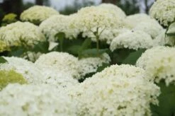 Garten-Hortensie `Incrediball®´ Hydrangea Arborescens 8 Garten-Hortensie `Incrediball®´ Hydrangea Arborescens -Pflanzenladen Annabelle5b3b7c9e8e4e4