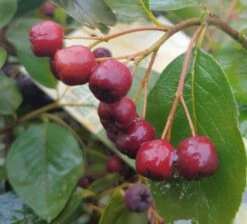 Pflanzenladen -Pflanzenladen Apfelbeere Brillant