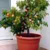 Zwerg-Aprikose `Garden Aprigold® ´ Prunus Armeniaca `Garden Aprigold´ 1 Zwerg-Aprikose `Garden Aprigold® ´ Prunus Armeniaca `Garden Aprigold´ -Pflanzenladen Aprigold