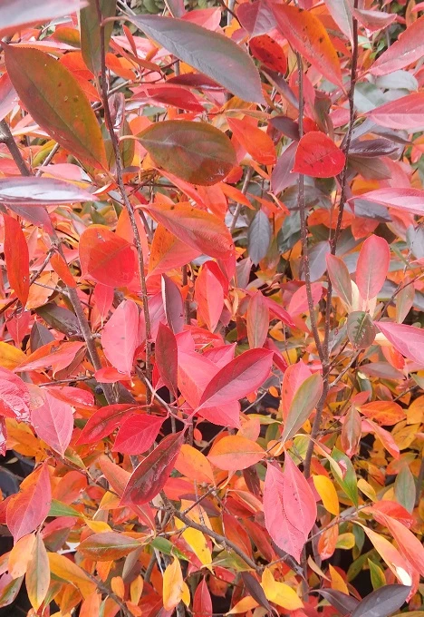 Aronia- Apfelbeere Nero Aronia Prunifolia `Nero´ 4 Aronia- Apfelbeere Nero Aronia Prunifolia `Nero´ – Bild 2