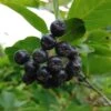 Aronia- Apfelbeere Nero Aronia Prunifolia `Nero´