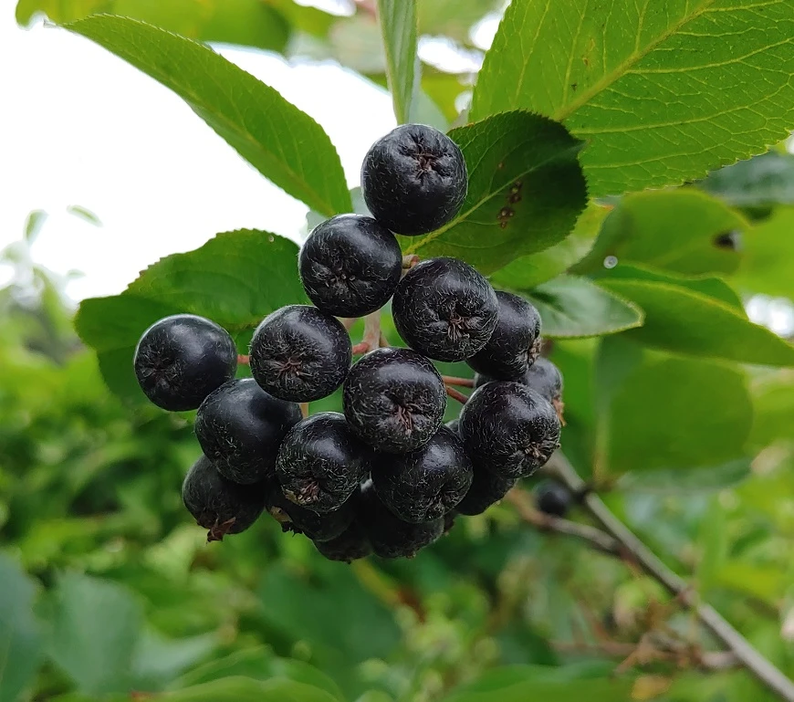 Aronia- Apfelbeere Nero Aronia Prunifolia `Nero´ 3 Aronia- Apfelbeere Nero Aronia Prunifolia `Nero´
