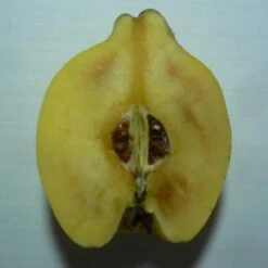 Tafelquitte Ayva® - Süßquitte, Kann Roh Verzehrt Werden Cydonia `Ayva´ 8 Tafelquitte Ayva® - Süßquitte, Kann Roh Verzehrt Werden Cydonia `Ayva´ -Pflanzenladen Ayva Tuerkische Suessquitte