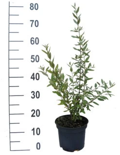 Silberblättrige Büffelbeere Sheperdia Argentea 7 Silberblättrige Büffelbeere Sheperdia Argentea -Pflanzenladen B ffelbeere weiss