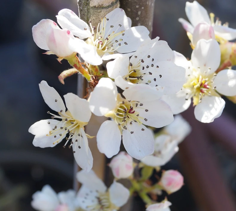 Benita®, Kreuzung Aus Birne Und Nashi Pyrus Pyrifolia `Benita´ 4 Benita®, Kreuzung Aus Birne Und Nashi Pyrus Pyrifolia `Benita´ – Bild 2