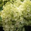 Rispenhortensie `Bobo®´ Hydrangea Paniculata `Bobo´ 1 Rispenhortensie `Bobo®´ Hydrangea Paniculata `Bobo´ -Pflanzenladen BOBO