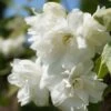 Bauern-Jasmin `Schneesturm´ Philadelphus Coronarius `Schneesturm´ 1 Bauern-Jasmin `Schneesturm´ Philadelphus Coronarius `Schneesturm´ -Pflanzenladen Bauern Jasmin Schneesturm 2