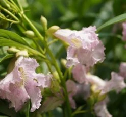 Sommerglocke / Baumoleander `Summer Bells´ Chitalpa Tashkentensis `Summer Bells´ 10 Sommerglocke / Baumoleander `Summer Bells´ Chitalpa Tashkentensis `Summer Bells´ -Pflanzenladen Baumoleander Summer Bells 1