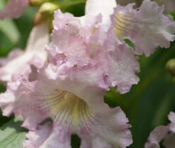 Sommerglocke / Baumoleander `Summer Bells´ Chitalpa Tashkentensis `Summer Bells´ 9 Sommerglocke / Baumoleander `Summer Bells´ Chitalpa Tashkentensis `Summer Bells´ -Pflanzenladen Baumoleander Summer Bells 4