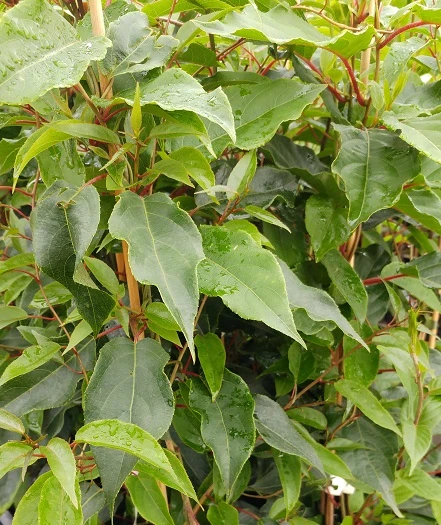 Bayernkiwi Männlich (Befruchtersorte) Actinidia Arguta 3 Bayernkiwi Männlich (Befruchtersorte) Actinidia Arguta