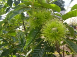 Esskastanie `Belle Epine´ Castanea Sativa `Belle Epine´ -Pflanzenladen Belle Epine