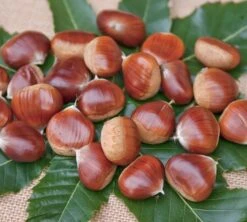 Esskastanie `Belle Epine´ Castanea Sativa `Belle Epine´