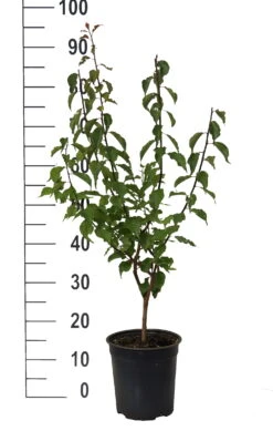 Japanische Zier-Aprikose `Beni-chi-dori´ Prunus Mume `Beni-chi-dori´ 9 Japanische Zier-Aprikose `Beni-chi-dori´ Prunus Mume `Beni-chi-dori´ -Pflanzenladen Beni chi dori Zieraprikose