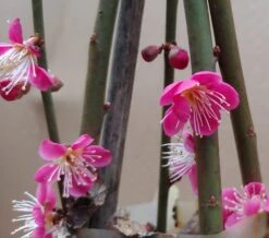 Japanische Zier-Aprikose `Beni-chi-dori´ Prunus Mume `Beni-chi-dori´ 8 Japanische Zier-Aprikose `Beni-chi-dori´ Prunus Mume `Beni-chi-dori´ -Pflanzenladen Benichidori