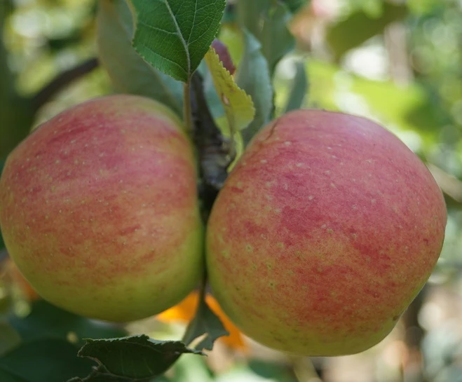 Biesterfelder Renette Malus Domestica 3 Biesterfelder Renette Malus Domestica