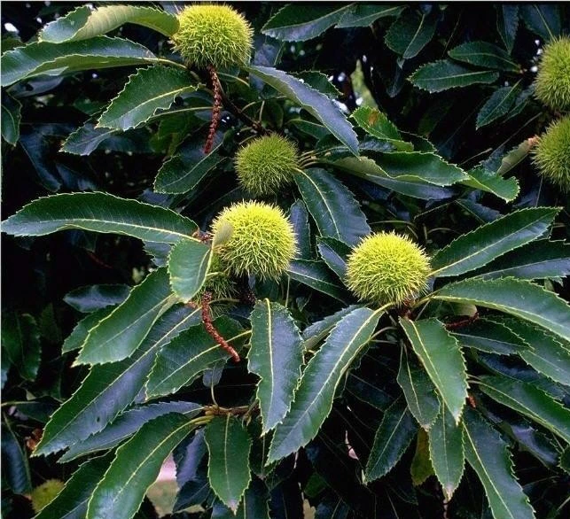 Esskastanie `Doré De Lyon´ Castanea Sativa `Dore De Lyon´ 4 Esskastanie `Doré De Lyon´ Castanea Sativa `Dore De Lyon´ – Bild 2