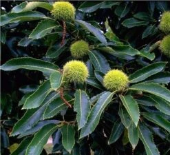 Pflanzenladen -Pflanzenladen Bilder Green Base 004