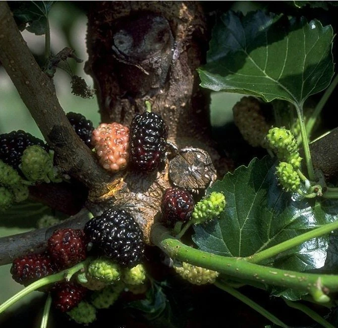 Schwarze Maulbeere Morus Nigra 3 Schwarze Maulbeere Morus Nigra