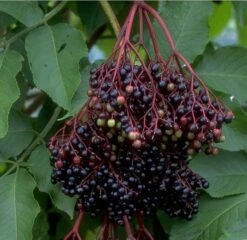 Holunder Haschberg Sambucus Nigra `Haschberg´ 11 Holunder Haschberg Sambucus Nigra `Haschberg´ -Pflanzenladen Bilder Green Base 075