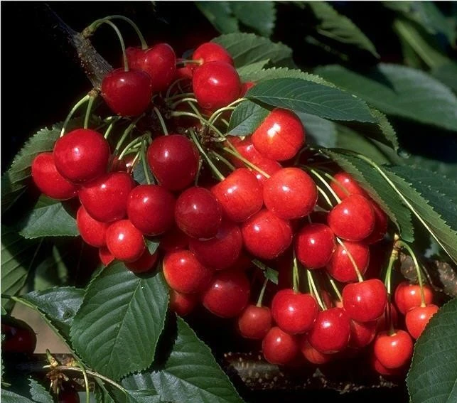 Morellenfeuer Prunus Cerasus `Morellenfeuer´ 3 Morellenfeuer Prunus Cerasus `Morellenfeuer´