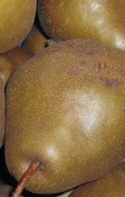 Uta Pyrus Communis `Uta´ -Pflanzenladen Birne UTA