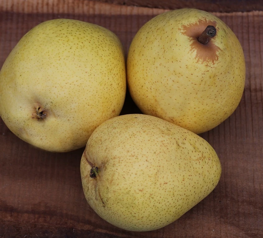 Säulenbirne `Pirini Myway®´ Pyrus Communis `Pirini Myway®´ 3 Säulenbirne `Pirini Myway®´ Pyrus Communis `Pirini Myway®´