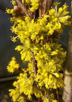 Pflanzenladen -Pflanzenladen Bl te Jolico kornelkirsche