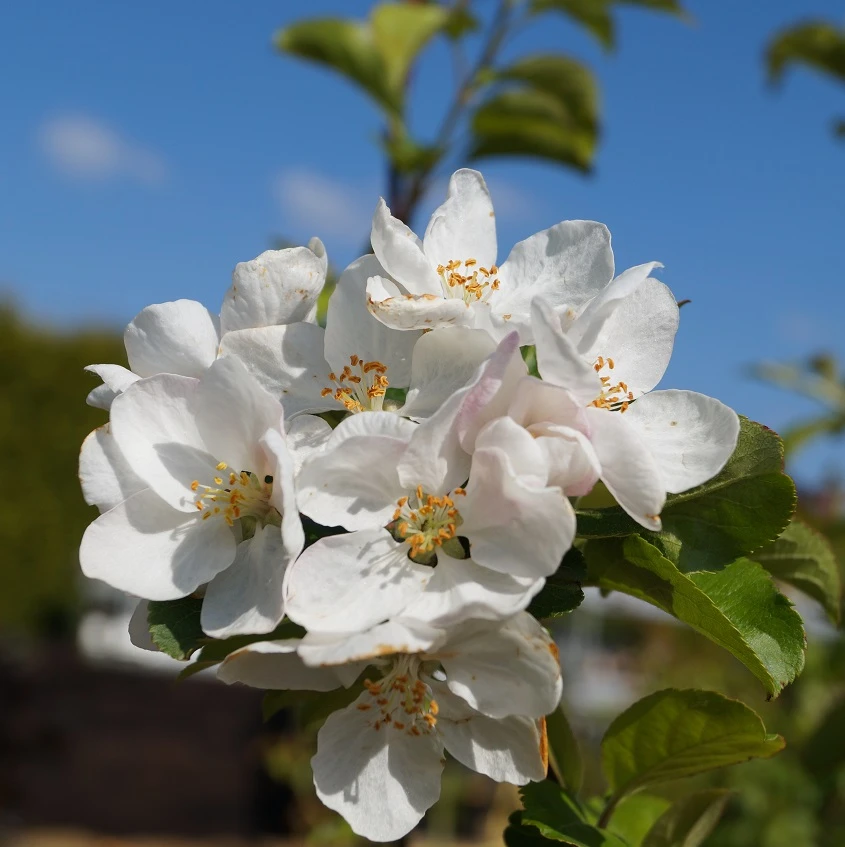 Zierapfel `Red Sentinel´ Malus `Red Sentinel´ 5 Zierapfel `Red Sentinel´ Malus `Red Sentinel´ – Bild 3