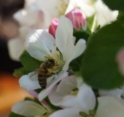 Säulenapfel `Rondo´ Malus Domestica `Rondo´ 12 Säulenapfel `Rondo´ Malus Domestica `Rondo´ -Pflanzenladen Bl te Rondo mit Biene